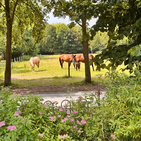 Wiesenmeer Klutz